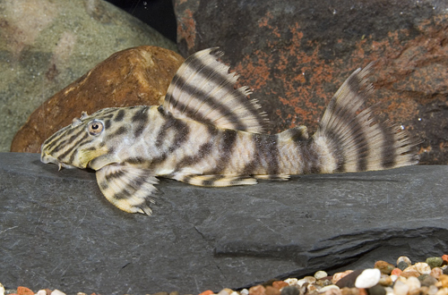 picture of Tiger Pleco L002 Reg                                                                                 Peckoltia vermiculata 'l002'