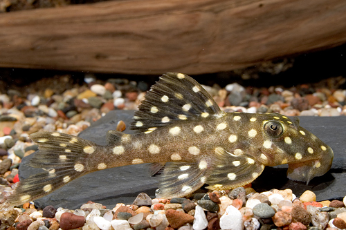 picture of White Spot Pleco LDA33 Reg                                                                           Baryancistrus sp. 'lda33'