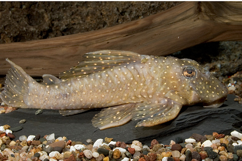 picture of Pario Ancistrus Pleco L048 Med                                                                       Scobinancistrus pariolispos 'l048'