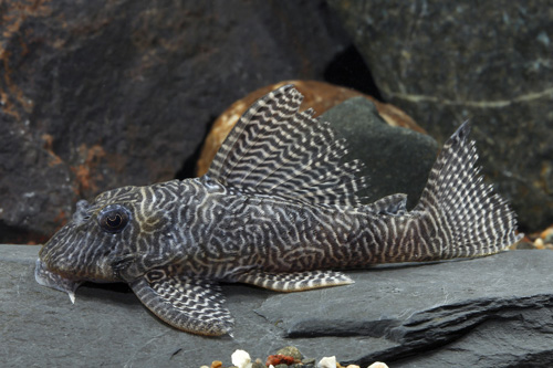 picture of Queen Arabesque Pleco L260 Sml                                                                       Hypancistrus sp. 'l260'