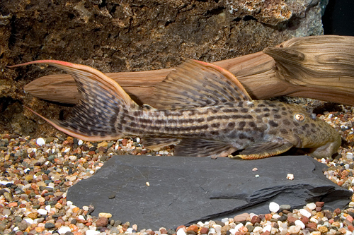 picture of Scarlet Red Devil Pleco L025 Reg                                                                     Pseudacanthicus sp. 'l025'