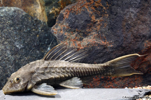 picture of Orange Point Tail Pleco L152 M/L                                                                     Pseudorinelepis sp. 'l152'