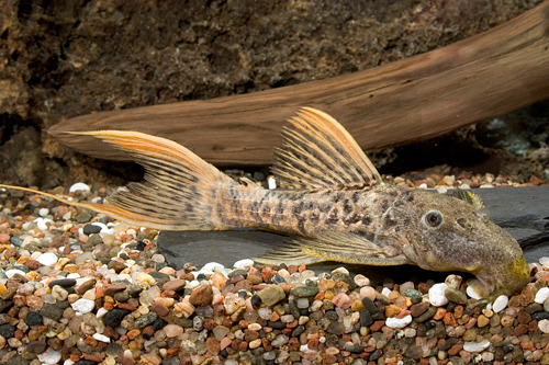 picture of Red Titanic Pleco L273 Med                                                                           Pseudacanthicus sp. 'l273'