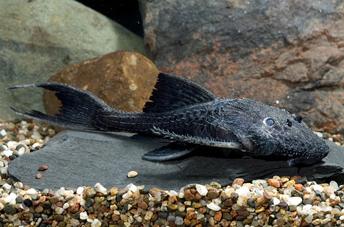 picture of Black Lyretail Pleco L155 Med                                                                        Acanthicus Hystrix 'l155'