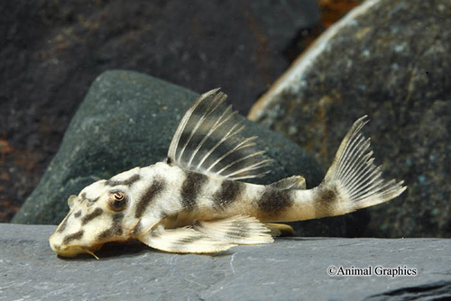 picture of Black Tiger Pleco L202 Reg                                                                           Peckoltia sp. 'l202'