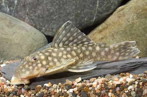 picture of Brevis Pleco L020 M/L                                                                                Oligancistrus Sp. 'l020'