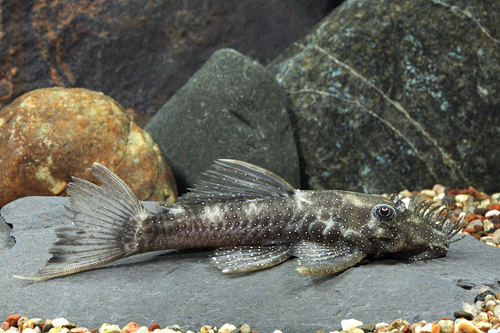 picture of Gold Dot Bristlenose Pleco L180 Reg                                                                  Ancistrus cf. hoplogenys 'l180'