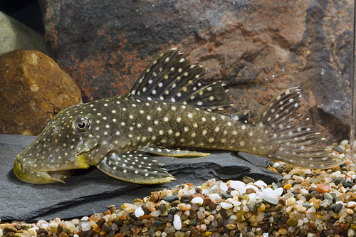 picture of Small Spot Peppermint Pleco L031 Reg                                                                 Parancistrus nudiventris 'l031'