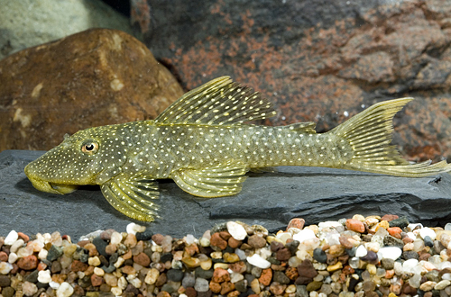 picture of Small Spot Peppermint Pleco L031 Med                                                                 Parancistrus nudiventris 'l031'