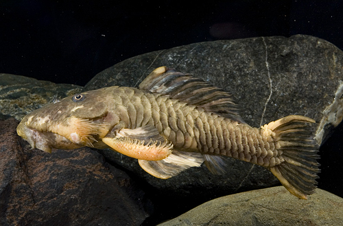 picture of Gold Marble Chubby Pleco Lrg                                                                         Parancistrus aurantiacus