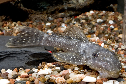 picture of Gold Speckled Pleco L017 Med                                                                         Hopliancistrus sp. 'L017'