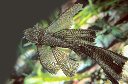 picture of Longfin Bristlenose Pleco LDA16 Sml                                                                  Ancistrus sp. 'lda16'