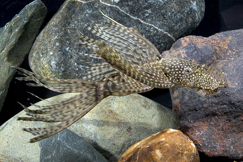 picture of Longfin Bristlenose Pleco LDA16 Xlg                                                                  Ancistrus sp. 'lda16'