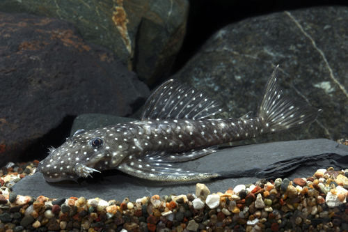 picture of Oyapock Pleco L039 M/L                                                                               Lasiancistrus niger 'l039'