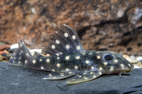 picture of Polka Dot Pleco L201 Reg                                                                             Hypancistrus inspector 'l201'