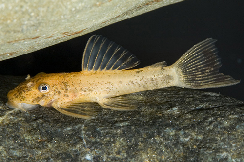 picture of Red Bristlenose Pleco LDA16 Sml                                                                      Ancistrus sp. 'lda16'