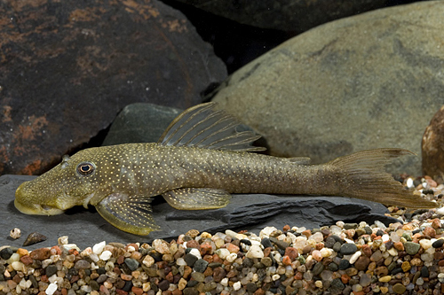 picture of Red Tailed Pleco L178 Med                                                                            Lasiancistrus sp. 'l178'