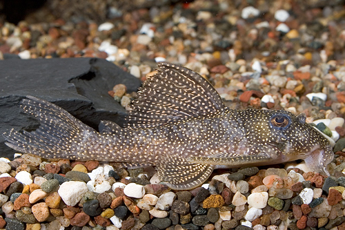 picture of Small Spot Pleco L262 Reg                                                                            Hypancistrus sp. 'l262'