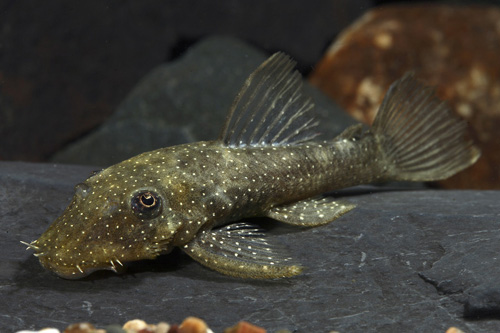 picture of Spotted Medusa Pleco L255 Reg                                                                        Ancistrus cf. ranunculus 'l255'