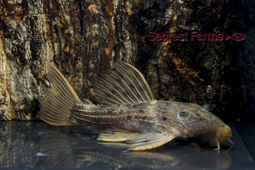 picture of Spiny Monster Pleco L160 Reg                                                                         Pseudacanthicus spinosus 'l160'