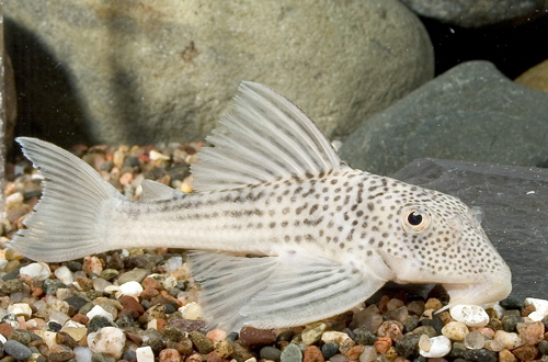 picture of Ghost Pleco L141 Med                                                                                 Ancistomus snethlageae 'l215'