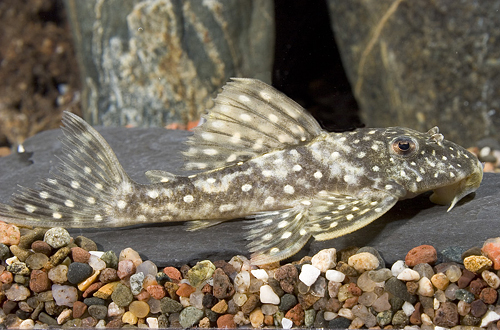 picture of Vampire Pleco L362 Reg                                                                               Scobinancistrus sp. 'l362'