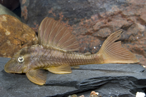 picture of Violet Bruno Pleco L137 M/L                                                                          Hypostomus cf. cochliodon 'l137'