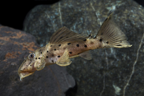 picture of Yellow Sultan Pleco L314 Med                                                                         Leporacanthicus sp. 'l314'