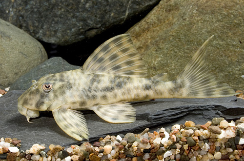 picture of Leopard Pleco L006 M/L                                                                               Peckoltia oligospila 'l006'