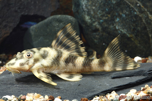 picture of Red Tiger Peckoltia Pleco L288 Med                                                                   Peckoltia sp. 'l288'