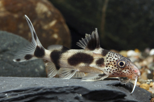 picture of Zebra Synodontis Catfish Hybrid Sml                                                                  Synodontis ocellifer x Synodontis decora