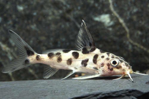 picture of Syn. Eupterus X Multipunctatus Cat Hybrid Reg                                                        Synodontis decora x Synodontis multipunctatus