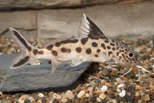 picture of Synodontis Multipunctatus Catfish Reg                                                                Synodontis multipunctatus