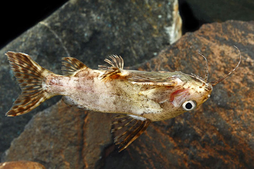 picture of Upside Down Catfish Reg                                                                              Synodontis nigriventris