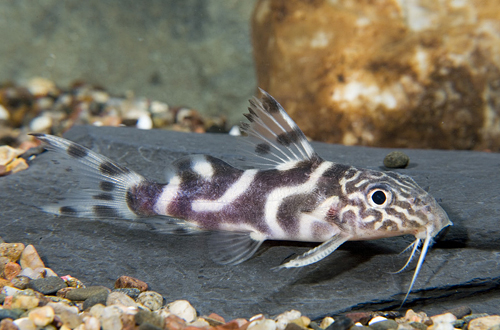 picture of Synodontis Ornatipinnis Catfish Reg                                                                  Synodontis ornatipinnis