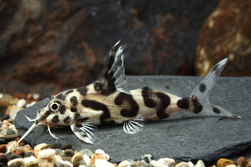 picture of Jaguar Synodontis Catfish Hybrid Reg                                                                 Synodontis decora x Synodontis multipunctatus