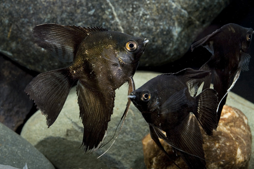 picture of Black Veil Angel M/S                                                                                 Pterophyllum scalare