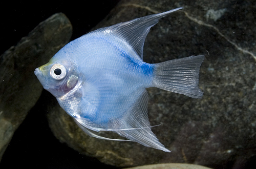 picture of Blueberry Angel M/S                                                                                  Pterophyllum scalare