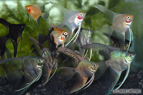 picture of Assorted Fancy Angel Reg                                                                             Pterophyllum scalare