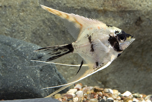 picture of Gold Marble Veil Angel Reg                                                                           Pterophyllum scalare