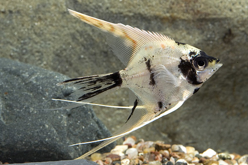 picture of Gold Marble Veil Angel Lrg                                                                           Pterophyllum scalare