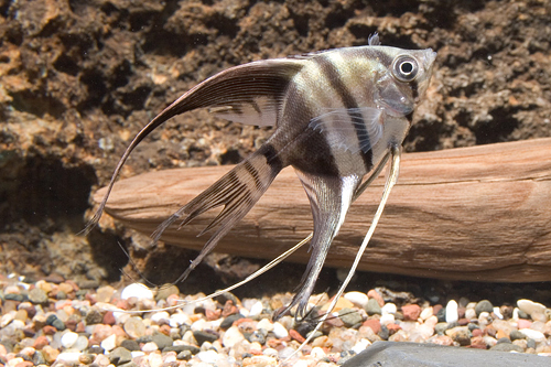 picture of Half Black Veil Angel Reg                                                                            Pterophyllum scalare