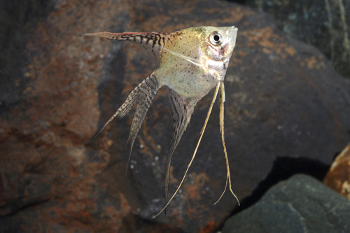 picture of Leopard Veil Angel Reg                                                                               Pterophyllum scalare