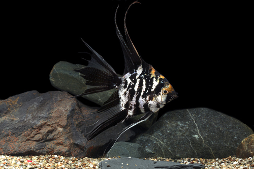 picture of Marble Angel Lrg                                                                                     Pterophyllum scalare