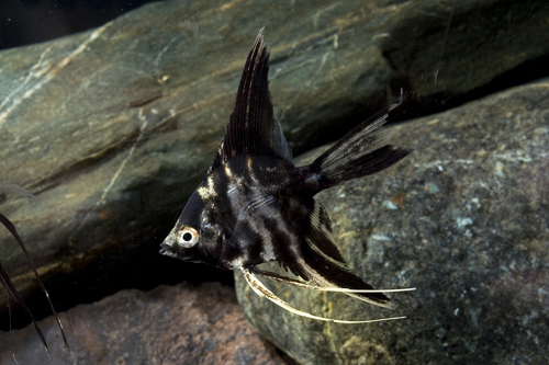 picture of Marble Veil Angel Reg                                                                                Pterophyllum scalare