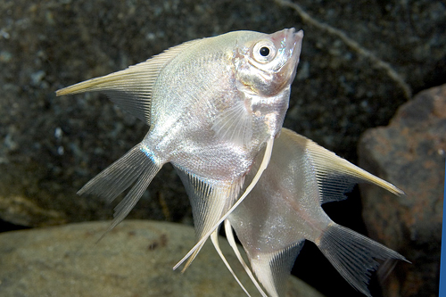 picture of Platinum Angel Reg                                                                                   Pterophyllum scalare