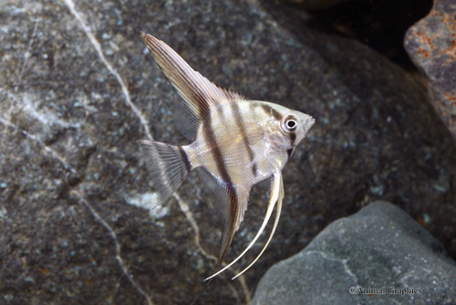 picture of Silver Angel M/S                                                                                     Pterophyllum scalare