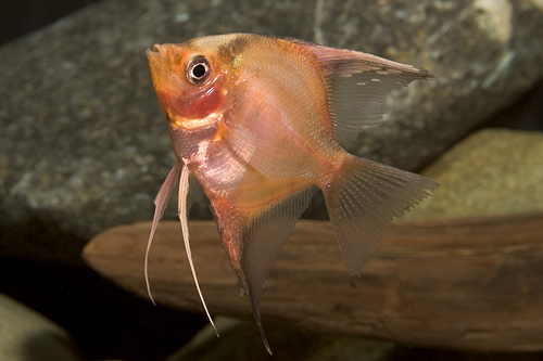 picture of Super Red Angel Reg                                                                                  Pterophyllum scalare