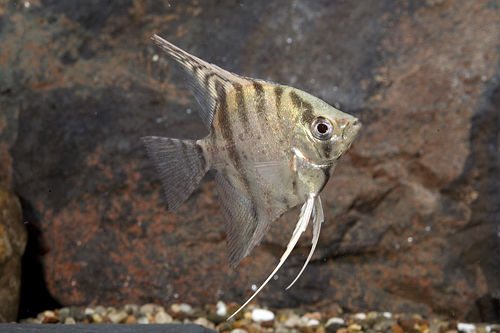 picture of Zebra Lace Angel Reg                                                                                 Pterophyllum scalare