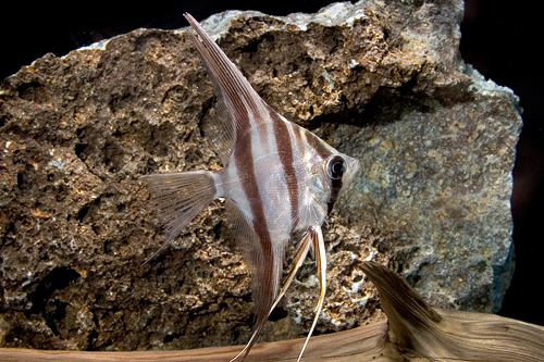 picture of Altum Angel Rio Inirida Tank Raised Med                                                              Pterophyllum altum